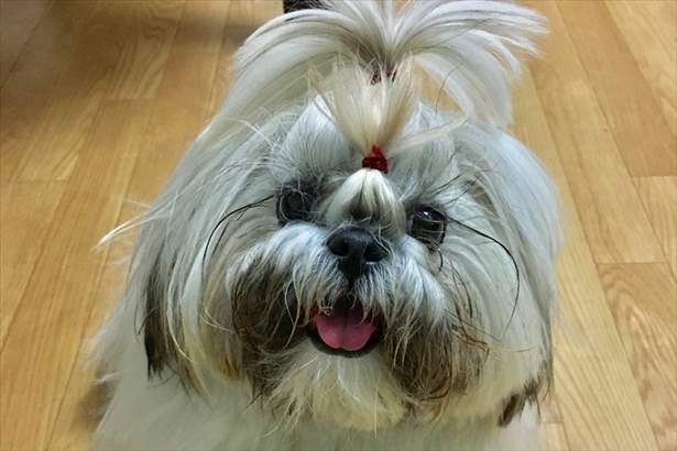東京都のミミちゃん1才。犬種はシーズーで、結んでもらった長い毛がとてもチャーミング