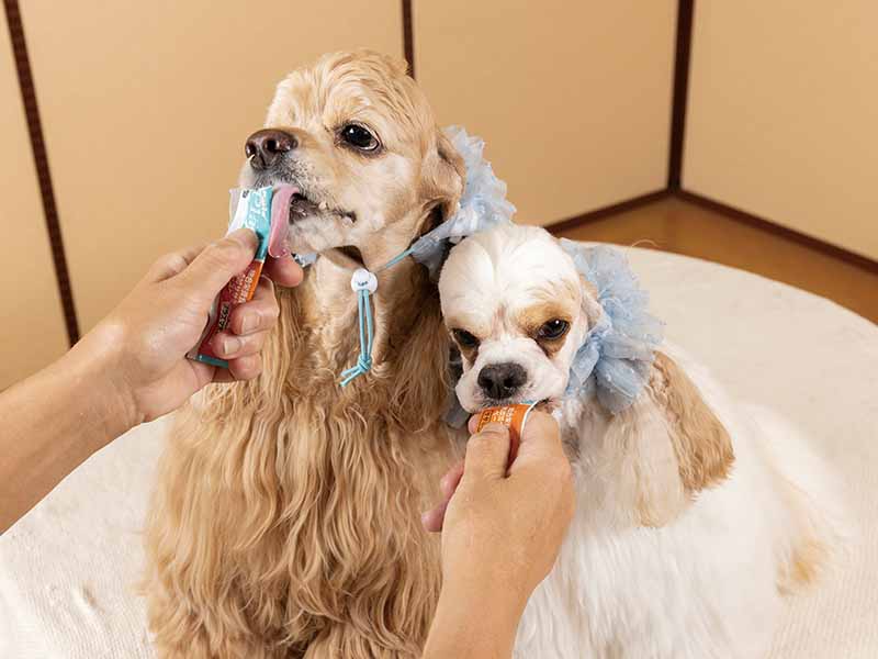 ライオネス飛鳥のわん!!ダフル ライフ